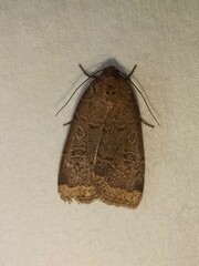 Abagrotis alternata