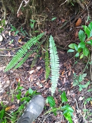 Asplenium sellowianum