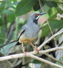 Turdus plumbeus