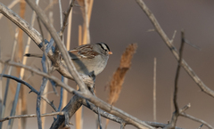 Zonotrichia leucophrys