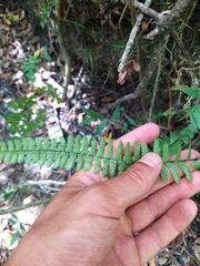 Asplenium sellowianum