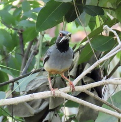 Turdus plumbeus