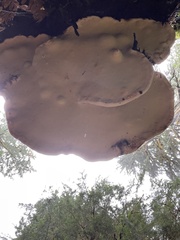 Fomitopsis mounceae