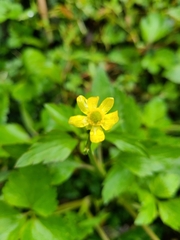Ranunculus silerifolius
