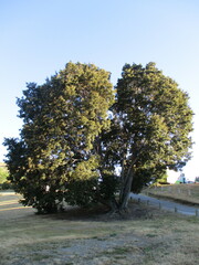 Nothofagus cliffortioides