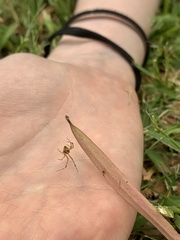 Theridion pyramidale