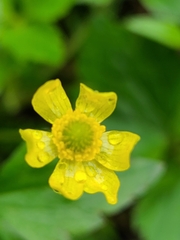 Ranunculus silerifolius