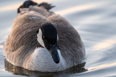 Branta canadensis
