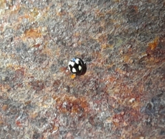 Hyperaspis festiva