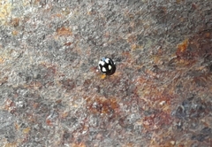 Hyperaspis festiva