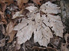 Acer pseudoplatanus