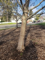 Platanus × hispanica