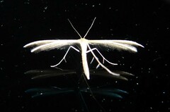 Pterophorus innotatalis
