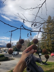 Platanus × hispanica