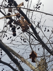 Platanus × hispanica