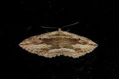 Austrocidaria gobiata