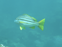 Lutjanus carponotatus