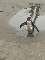 Spheniscus humboldti