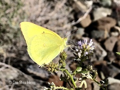 Colias alexandra