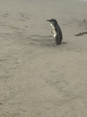 Spheniscus humboldti