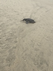 Spheniscus humboldti