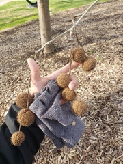 Platanus × hispanica