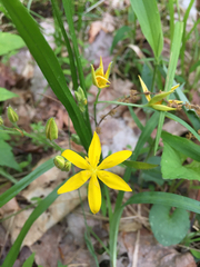 Hypoxis hirsuta