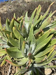 Dudleya virens insularis