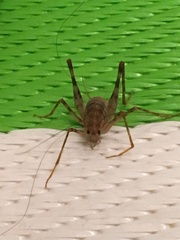 Tachycines asynamorus