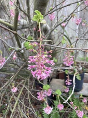 Ribes sanguineum