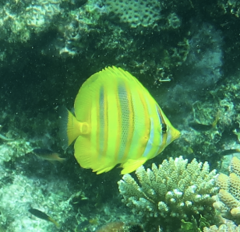 Chaetodon rainfordi