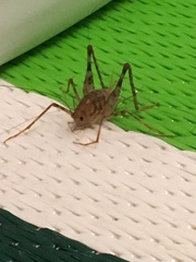 Tachycines asynamorus