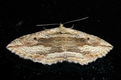 Austrocidaria gobiata