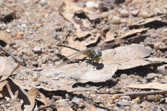 Austrogomphus australis