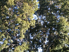 Nothofagus cliffortioides