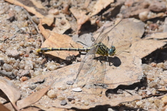 Austrogomphus australis