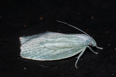 Nymphostola galactina