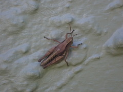 Phaulacridium marginale