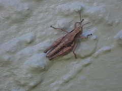 Phaulacridium marginale