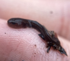 Ambystoma