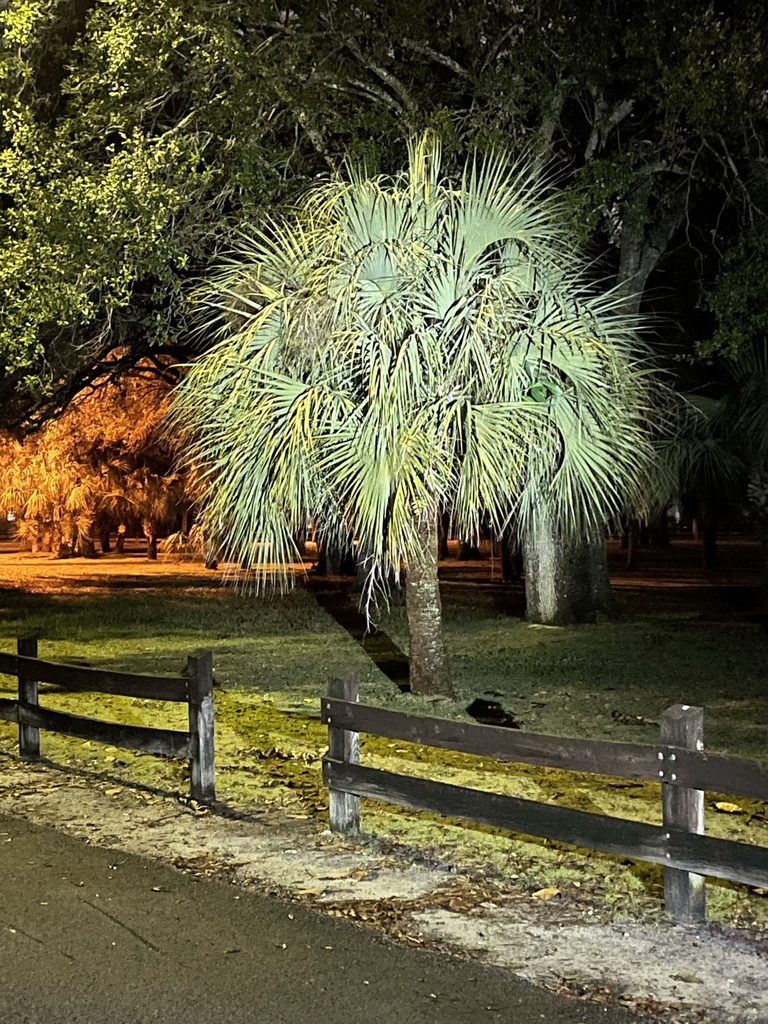 Cabbage Palmetto From SW 80th Terr, Miami, FL, US On February 05, 2023 ...