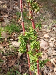 Euphorbia oblongata