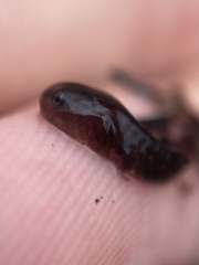 Ambystoma