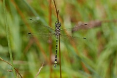 Eusynthemis virgula