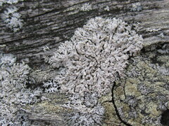 Physcia millegrana