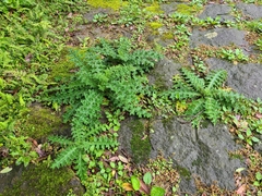 Cirsium japonicum australe