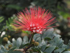 Calliandra haematocephala