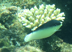 Anampses neoguinaicus
