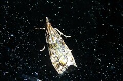 Eudonia minualis