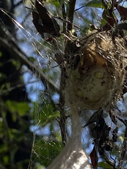 Ordgarius magnificus